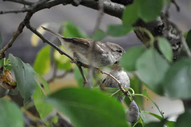 Und noch ein Stückchen für den Nachwuchs. | Foto: Daniela Somers