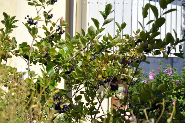 Mein Aroniastrauch ist mittlerweile ca. 1,50 Meter hoch und hat diese Jahr 1,5 kg getragen. | Foto: Daniela Somers