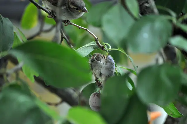 Das Weibchen pickt dann ein Stück aus der Pflaume. | Foto: Daniela Somers