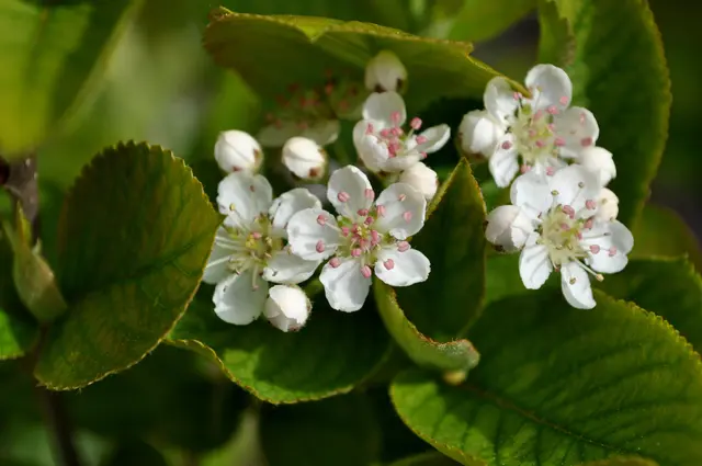 Bilder der Blüten vom Frühjahr | Foto: Daniela Somers