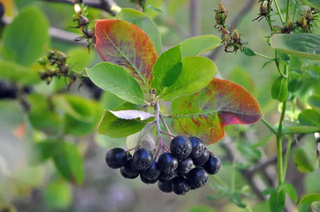 Die Beeren werden ganz schwarz. Und so sollen sie auch im Inneren aussehen. Bei diesem Bild kann man auch erahnen wie schön sich die Blätter im Herbst verfärben. | Foto: Daniela Somers