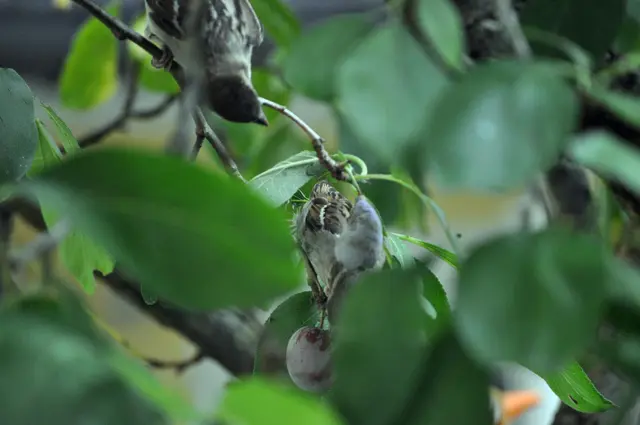 Das Jungtier schaut neugierig wie die Mama das macht. | Foto: Daniela Somers