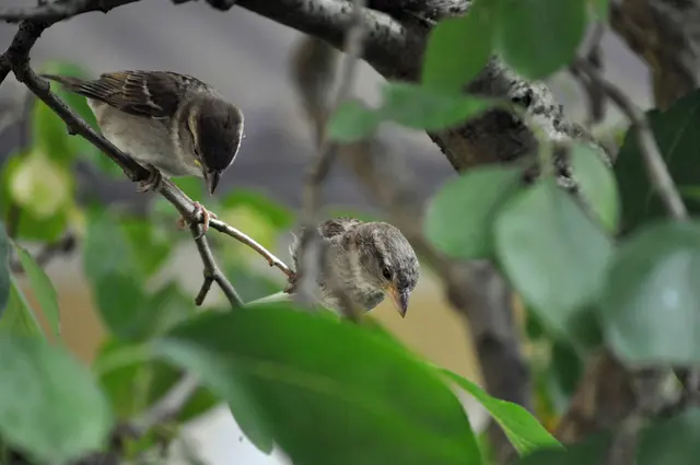 Das Jungtier schaut mit der Mama zusammen auf die Pflaume. | Foto: Daniela Somers