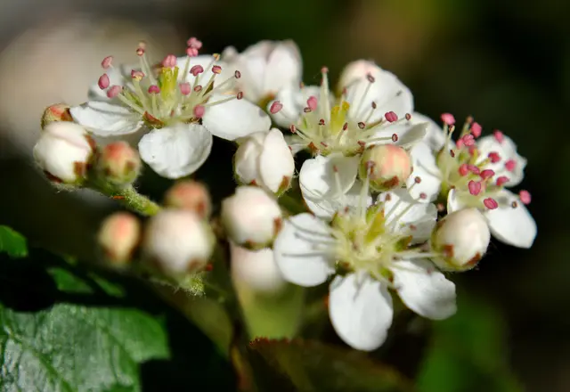 Die Blüte ist meist um Mitte April | Foto: Daniela Somers