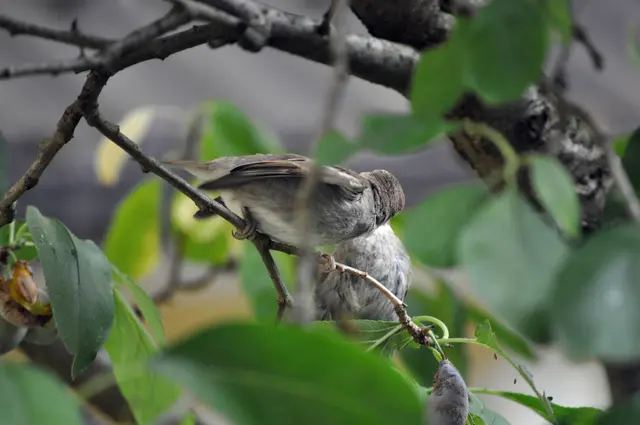 Hier kann man es schon besser erahnen, dass das Jungtier gefüttert wird. Obwohl es schon sehr gut fliegen konnte. | Foto: Daniela Somers