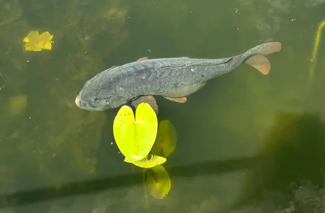 Foto: Heide Böllinger aus Bad Friedrichshall