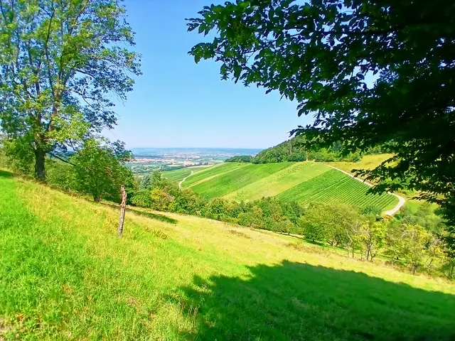 Den Hangweg geht's zurück nach Löwenstein..... | Foto: sigischlottke