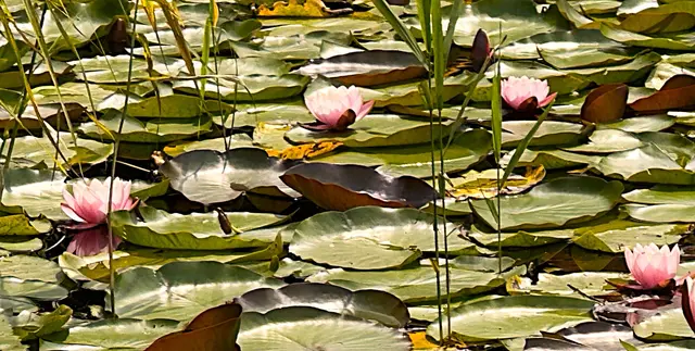 Foto: Heide Böllinger aus Bad Friedrichshall