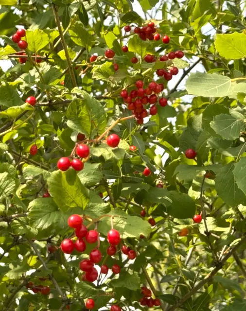 Foto: Heide Böllinger aus Bad Friedrichshall