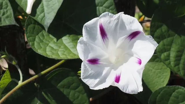 Ist das die Blüte einer Winde? Sie sieht sehr apart aus.   | Foto: Rainer Göser 