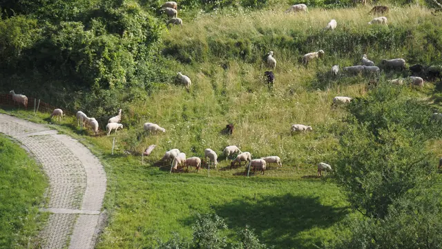 Auf der gegenüberliegenden Seite weidet ganz gechillt eine Schafherde. | Foto: Rainer Göser 