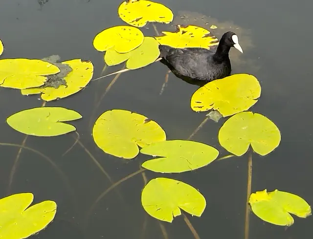 Foto: Heide Böllinger aus Bad Friedrichshall
