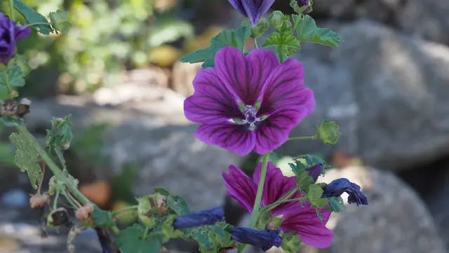 Malve - was für eine intensive Farbe.   | Foto: Rainer Göser 