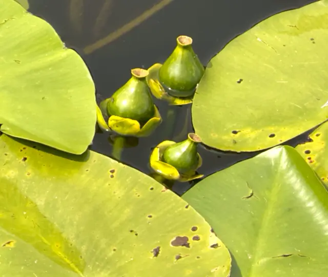 Foto: Heide Böllinger aus Bad Friedrichshall