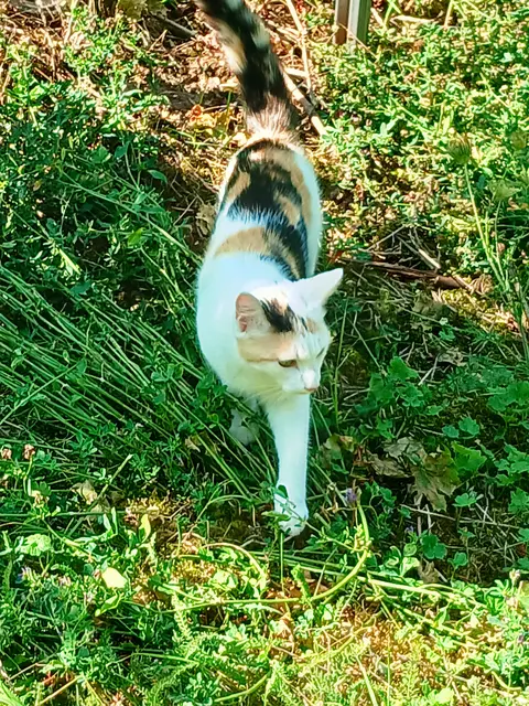 Diese Schönheit war auch auf den Weinbergstäffele unterwegs und hat sich gerne streicheln lassen.   | Foto: sigischlottke