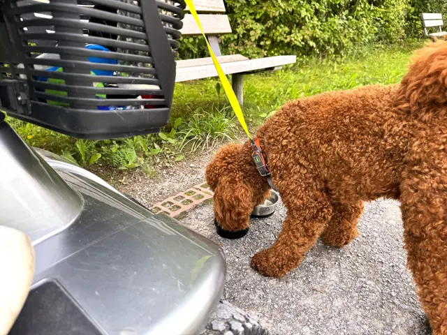 Foto: Heide Böllinger aus Bad Friedrichshall