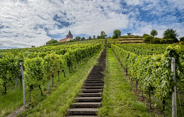 Hier geht es wahrlich "hoch hinaus": Die Stufen führen zum Michaelsberg bei Cleebronn.  | Foto: Erwin Weigend
