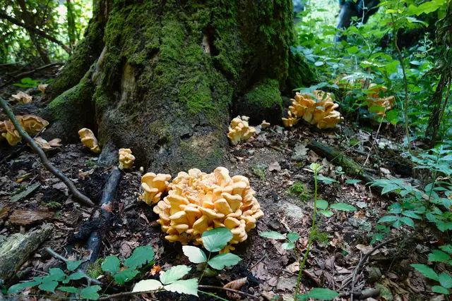 Der Anis - Zähling ist ein Pilz aus der Familie der Ohrlöffelstachelingsverwandte und riecht nach Anis. | Foto: Isolde Reitz
