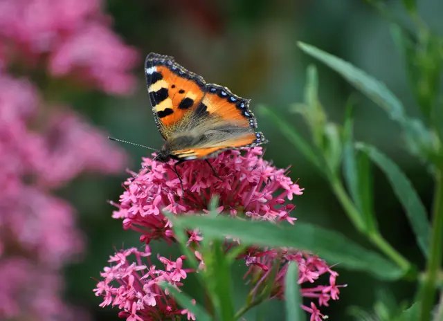Kleiner Fuchs. Die Schmetterlinge lieben verschieden Blütenpflanzen. Hier die Spornblume. Aber auch Wasserdost, Kratzdisteln, Klee und Flockenblumen mögen die erwachsenen Schmetterlinge. | Foto: Daniela Somers