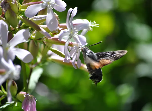Und wer hätte es gedacht? Auch seine Raupen sind echte Spezialisten. Sie futtern nur von Labkrautpflanzen. Also z.B. Echtes Labkraut, Wiesenlabkraut, Klettenlabkraut oder Waldlabkraut. | Foto: Daniela Somers