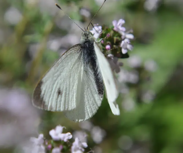 Der kleine Kohlweißling fliegt nicht sehr weit und bleibt in einem engeren Umkreis. | Foto: Daniela Somers
