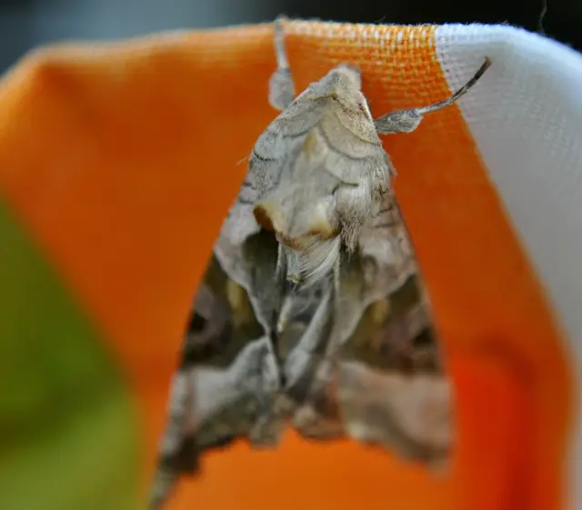 Ein Nachtfalter. Man sieht wie er die Flügel faltet. Diesen Falter konnte ich nicht genau bestimmen. Es gibt ca. 2000 verschiedene Nachtfalter in Deutschland. Er hier gehört zu den "Eulen". | Foto: Daniela Somers