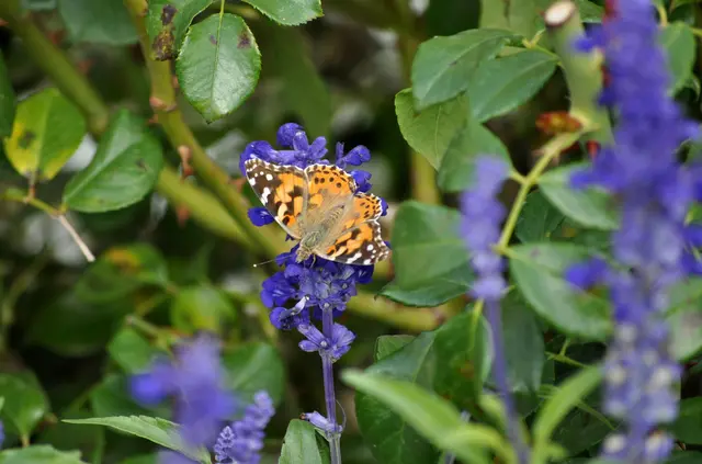 Distelfalter können bis zu 15.000 Kilometer weit fliegen. Sie starten jedes Jahr in West-Afrika und kommen im Frühsommer in Nord-Europa an. Nach wenigen Wochen treten sie schon wieder ihren Rückflug an und überwintern wieder in Afrika. Oft aber fliegen sie von Afrika auch nur ans Mittelmeer. Dort bildet sich die nächste Generation und fliegt dann weiter nach Mitteleuropa. Eine dritte Generation fliegt oft nach Skandinavien. | Foto: Daniela Somers