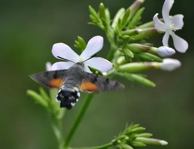 Taubenschwänzchen sind Wanderfalter und können Strecken bis zu 3000 km zurück legen. Sie überwintern meist im Mittelmeerraum und kommen im Frühjahr zur Eiablage in unsere Gebiete. Ihre Lebenserwartung beträgt meist ca. 7 Monate. Manche Exemplare überwintern mittlerweile auch in den warmen Regionen von Deutschland. | Foto: Daniela Somers