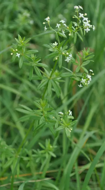 Das Wiesenlabkraut. Futterpflanze für die Raupen des Taubenschwänzchens. | Foto: Daniela Somers