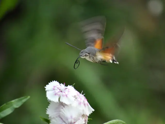 Im ersten Moment denkt man an einen Kolibri. Sie rollen ihren Saugrüssel beim fliegen ein. Ausgerollt kann er bis zu 28 mm betragen. | Foto: Daniela Somers