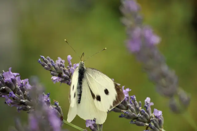 Großer Kohlweißling. Seine Raupen fressen das gleiche wie die Raupen des kleinen Kohlweißlings. Auch diese Raupen mögen alle Pflanzen der Kreuzblütler die Senföle in sich haben. | Foto: Daniela Somers