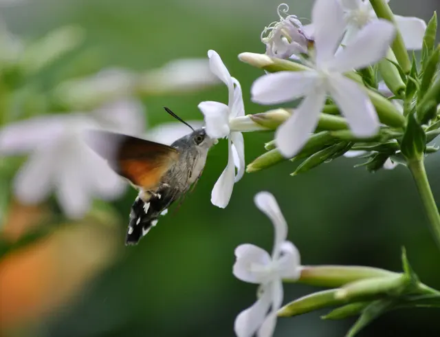 Taubenschwänzchen gehören zu den Nachtfaltern. Auch wenn sie tagsüber fliegen.  | Foto: Daniela Somers