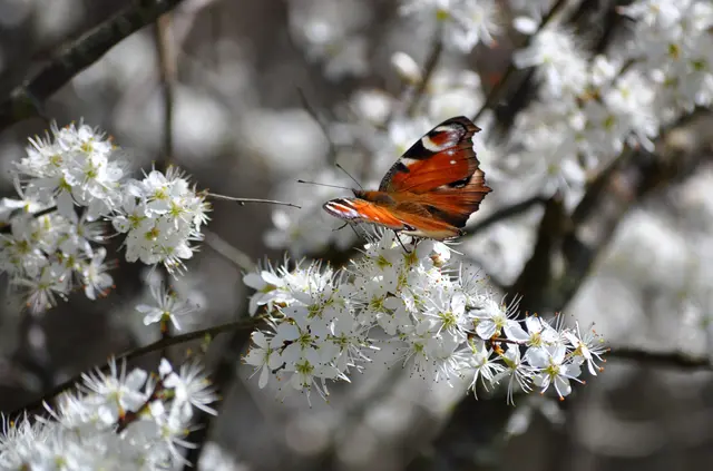 Tagpfauenauge. Er legt seine Eier immer an Brennnessel ab. Selten auch am Hopfen. | Foto: Daniela Somers