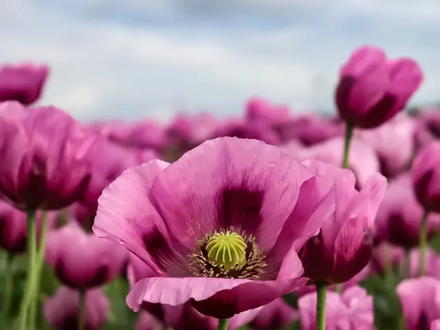 Lieblingsmotiv von vielen: pinkes Mohnfeld  | Foto: Stephanie Rüdele 