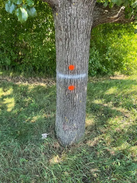 Gekennzeichneter Baum: Zwei orangefarbene Punkte und eine weiße Linie am Stamm. | Foto: Gemeinde Oberstenfeld 