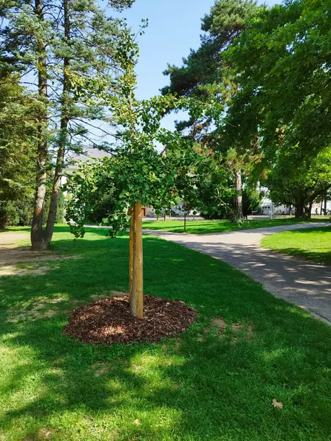 Ginkobaum - Symbol für Frieden - Gedenken an Hiroshima | Foto: Heilbronner Friedensrat