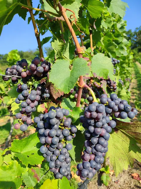 Da freut man sich schon auf den Wein | Foto: WandernGabyErich