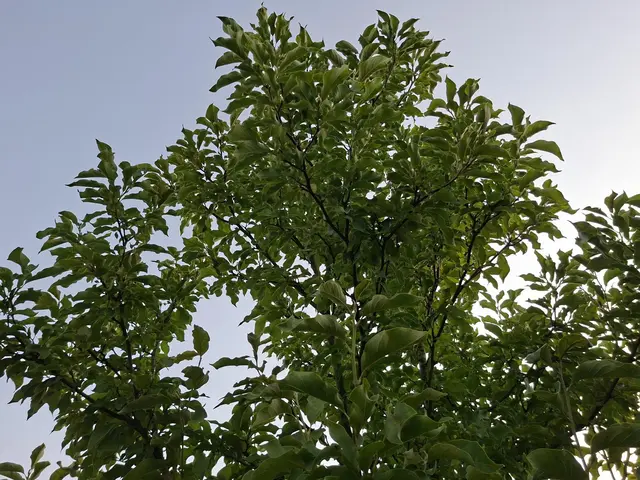 Rund ums Haus | Foto: Ralf Röser