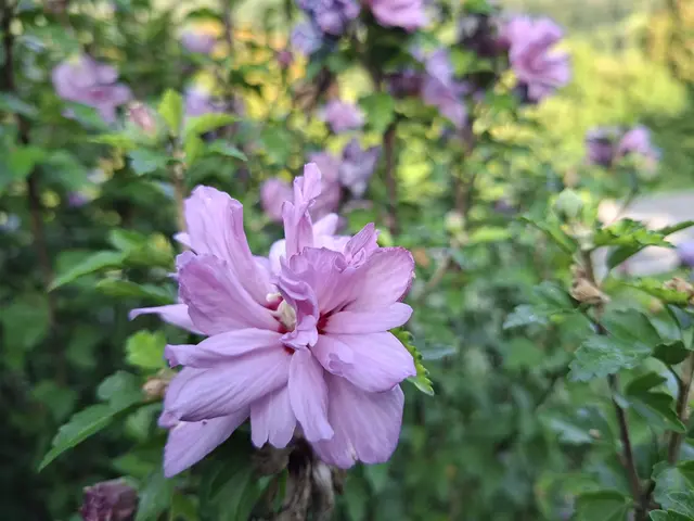 Rund ums Haus | Foto: Ralf Röser