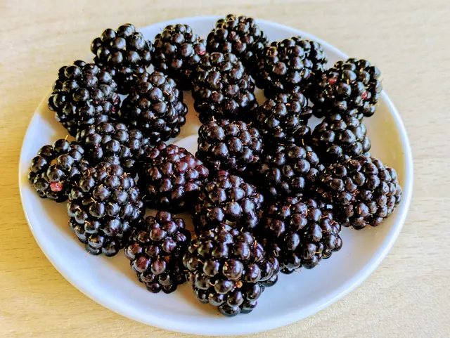 Brombeeren in großem Sieb gut abbrausen, Wasser nur kurz abschütteln. Einen kleinen Topf bereit stellen und einen Teil der Beeren in zwei Hälften oder kleiner schneiden. Eventuell die Stücke im Topf mit einer Gabel zerdrücken, damit mehr Saft entsteht. Die restlichen Beeren dazu geben. Deckel drauf und bei mittlerer Hitze zum Köcheln bringen. Dann auf geringste Stufe stellen und 15 Minuten ziehen lassen. Deckel abnehmen und etwas abkühlen lassen, dann in den großen Topf zu den Himbeeren geben. | Foto: Eigene Aufnahme