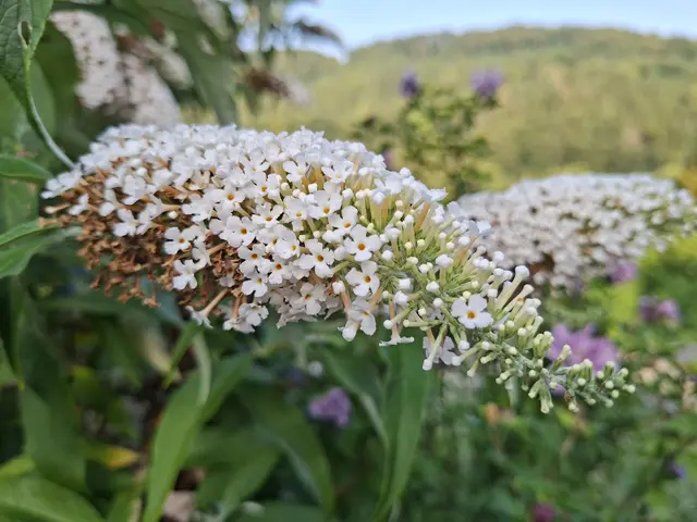 Rund ums Haus | Foto: Ralf Röser