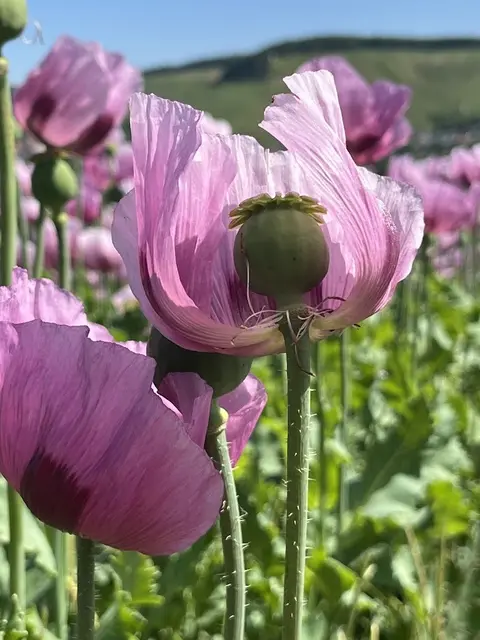 Foto: Urheber aller Fotos ist Eva Strümpfler