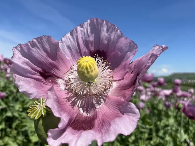 Foto: Urheber aller Fotos ist Eva Strümpfler