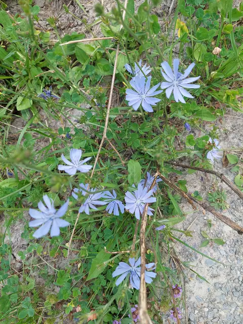 Das himmlische Blau der Wegwarte begeistert immer wieder auf's Neue. | Foto: Foto privat