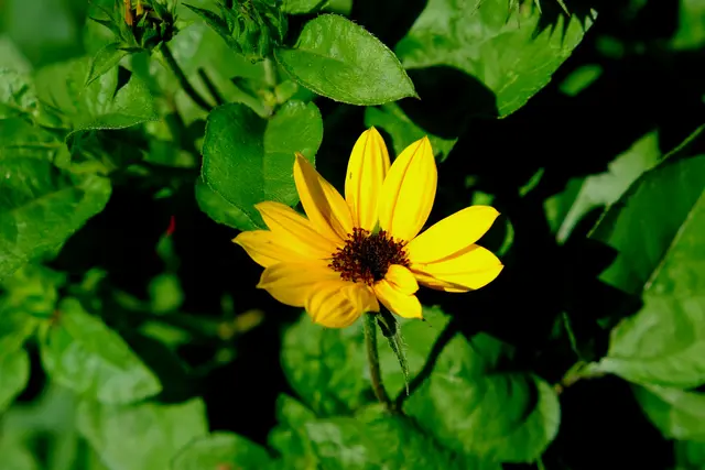 Foto: Eduard Warenik