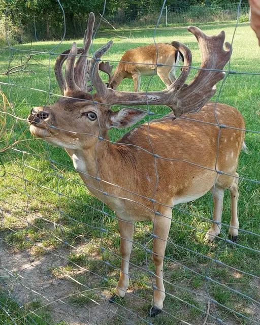 2 prächtige Damhirsche im Wildgehege erfreuten die Wanderer. | Foto: Foto privat