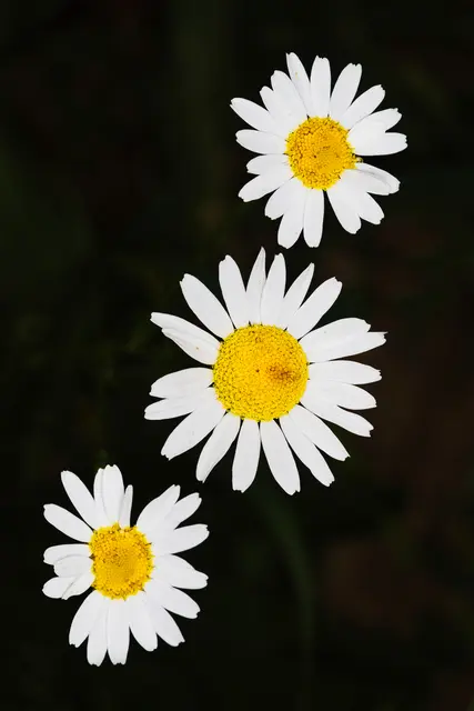 Foto: Yvonne Sperber