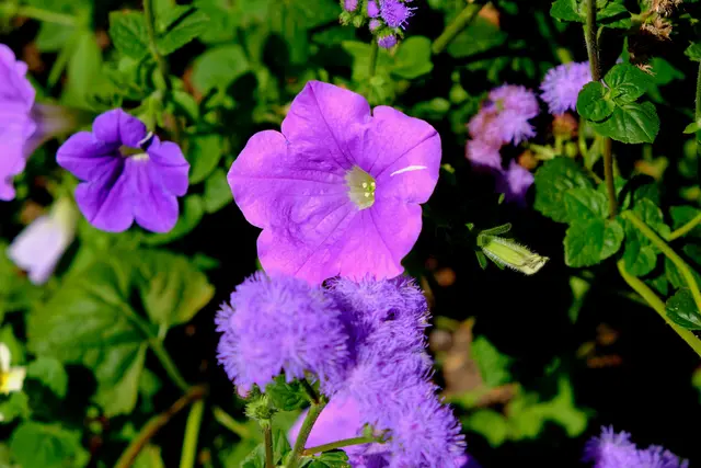 Foto: Eduard Warenik