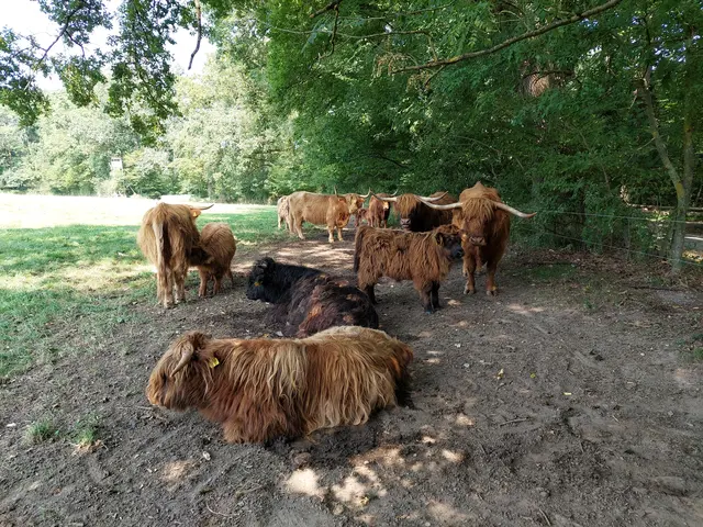 Die Angusrinder mit ihrem zotteligen Fell: Kühe und Kälber können ganzjährig im Freien weiden. | Foto: Foto privat