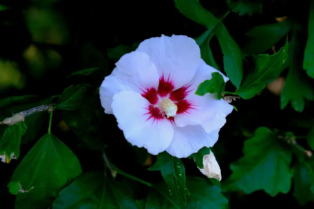 Foto: Eduard Warenik